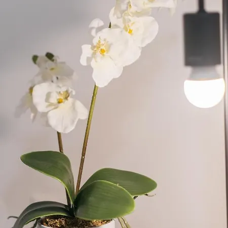 Park Siska アパート *